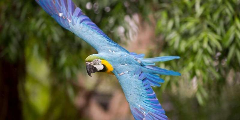 Colorful Parrots